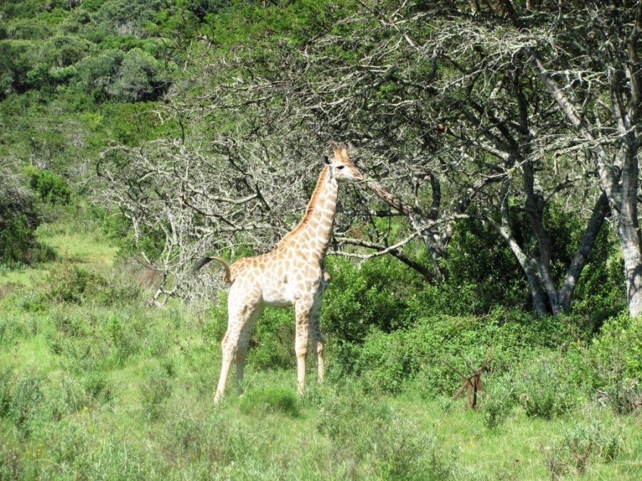 Commercial Property for Sale in Port Alfred Rural Eastern Cape